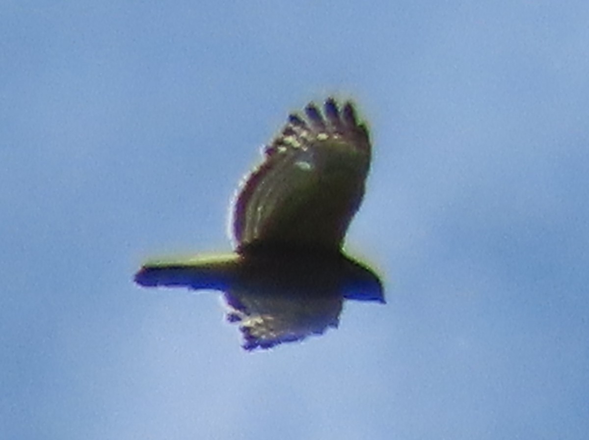 Red-shouldered Hawk - Brian Walker