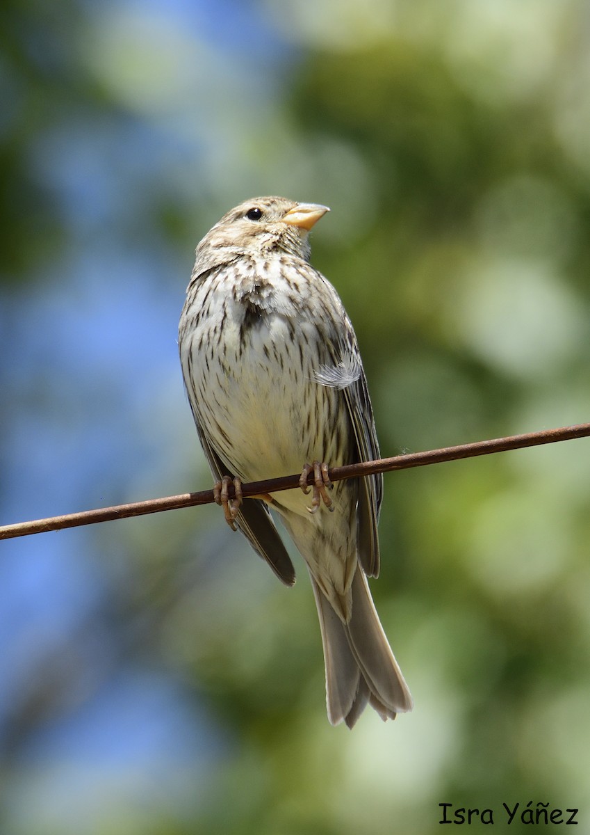 Corn Bunting - Isra Yáñez