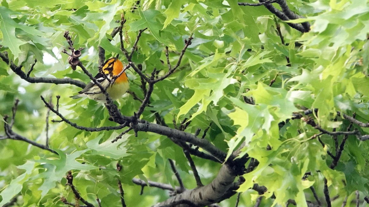 Blackburnian Warbler - leo wexler-mann