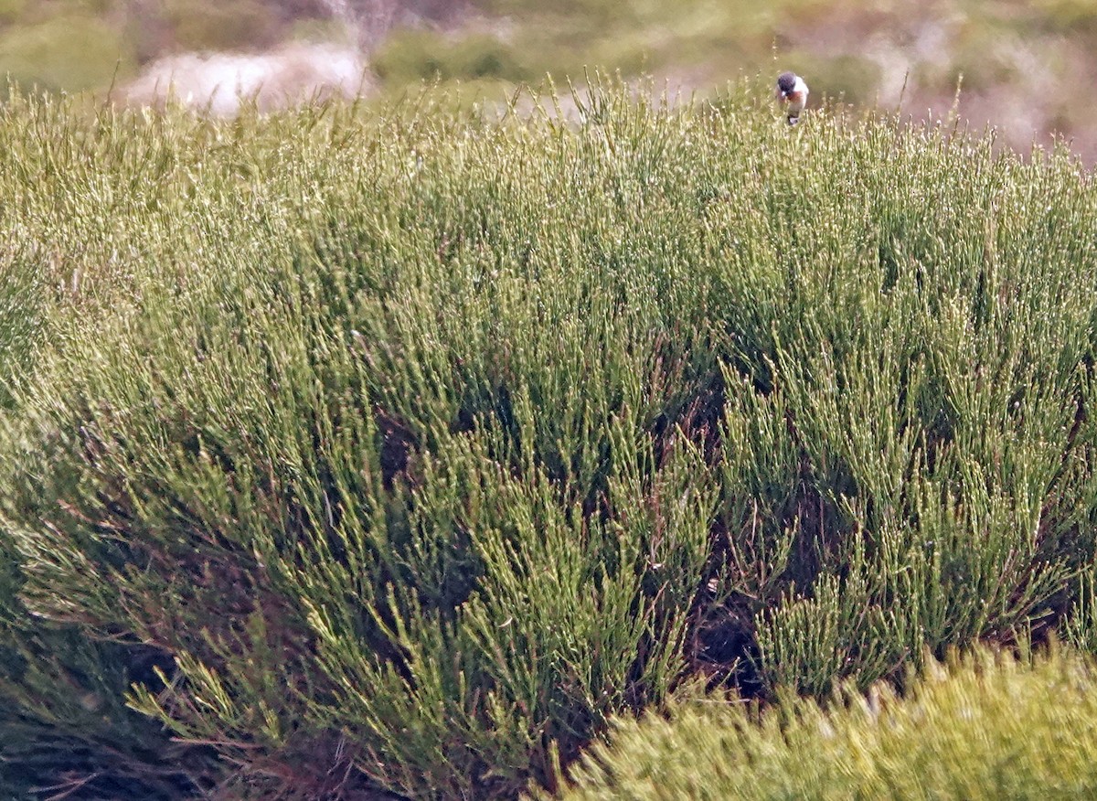 European Stonechat - Diane Drobka