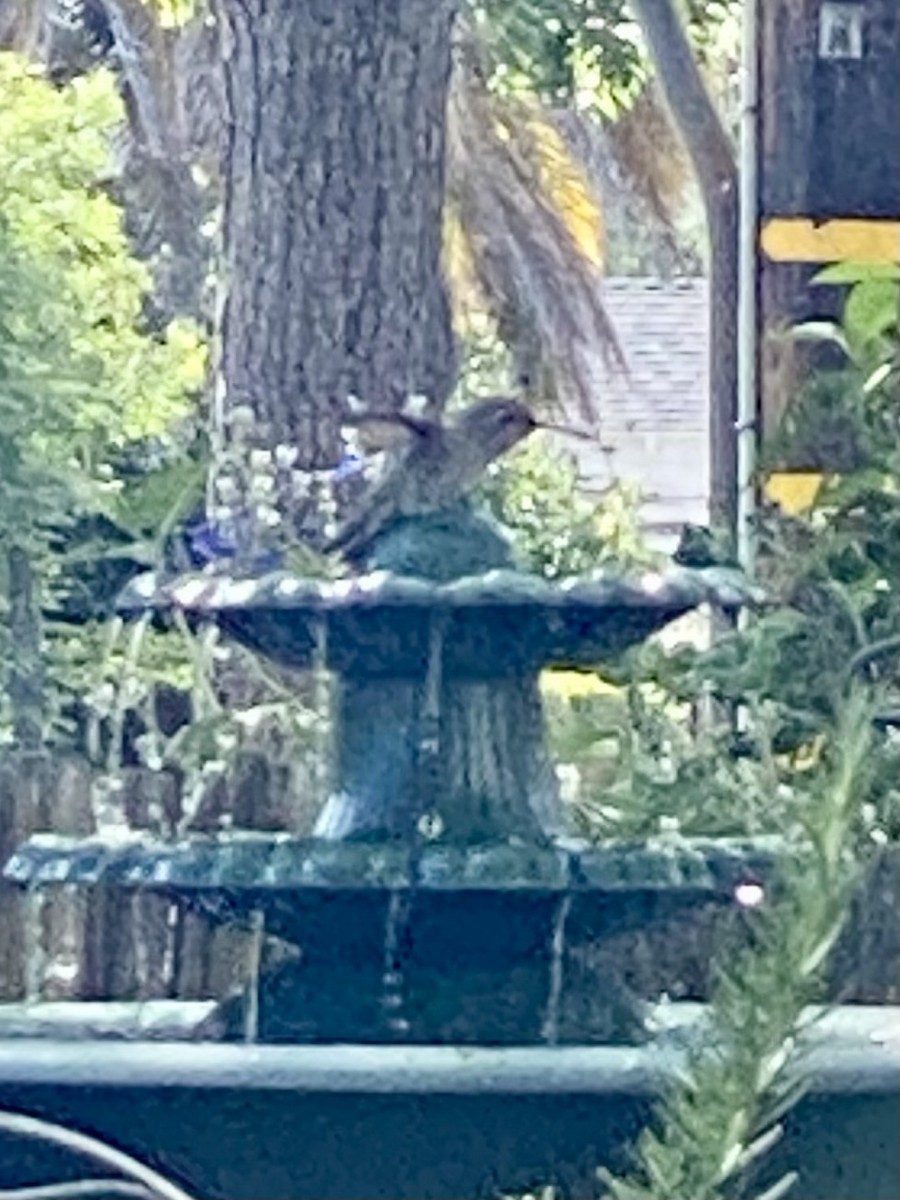 Anna's Hummingbird - Laura Forrest