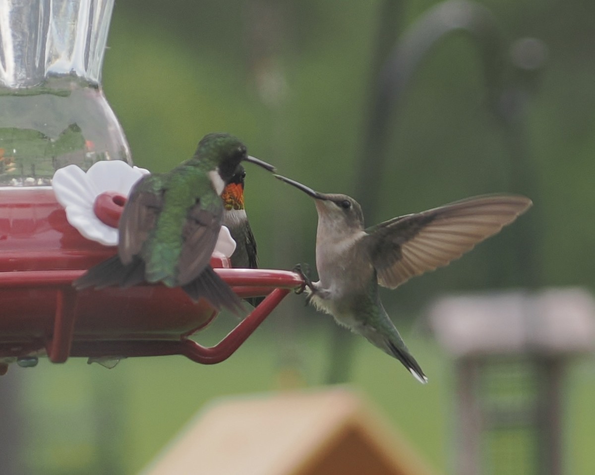 Ruby-throated Hummingbird - Elizabeth Peterson