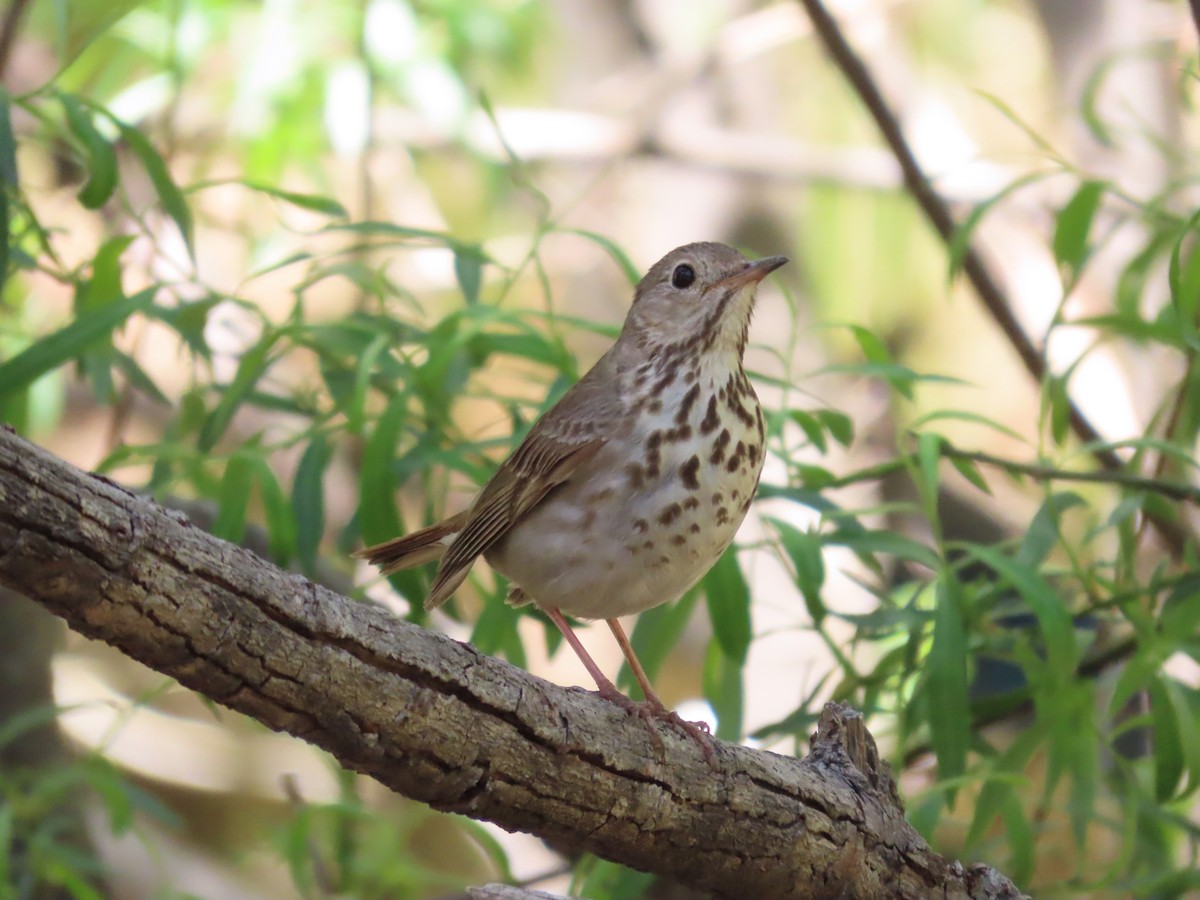 Hermit Thrush - Joe Weiss