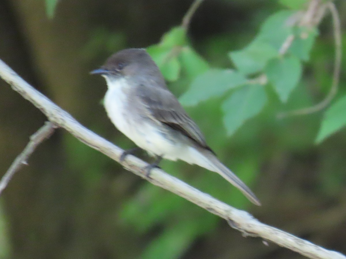 Eastern Phoebe - Brian Walker