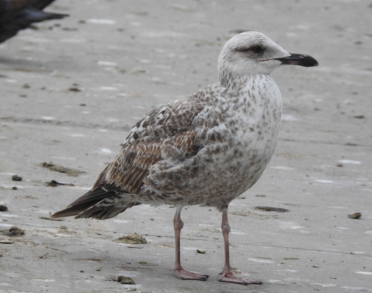 Lesser Black-backed Gull (graellsii) - ML619545518