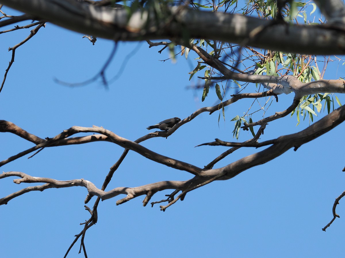 Dusky Woodswallow - Rob Burnell