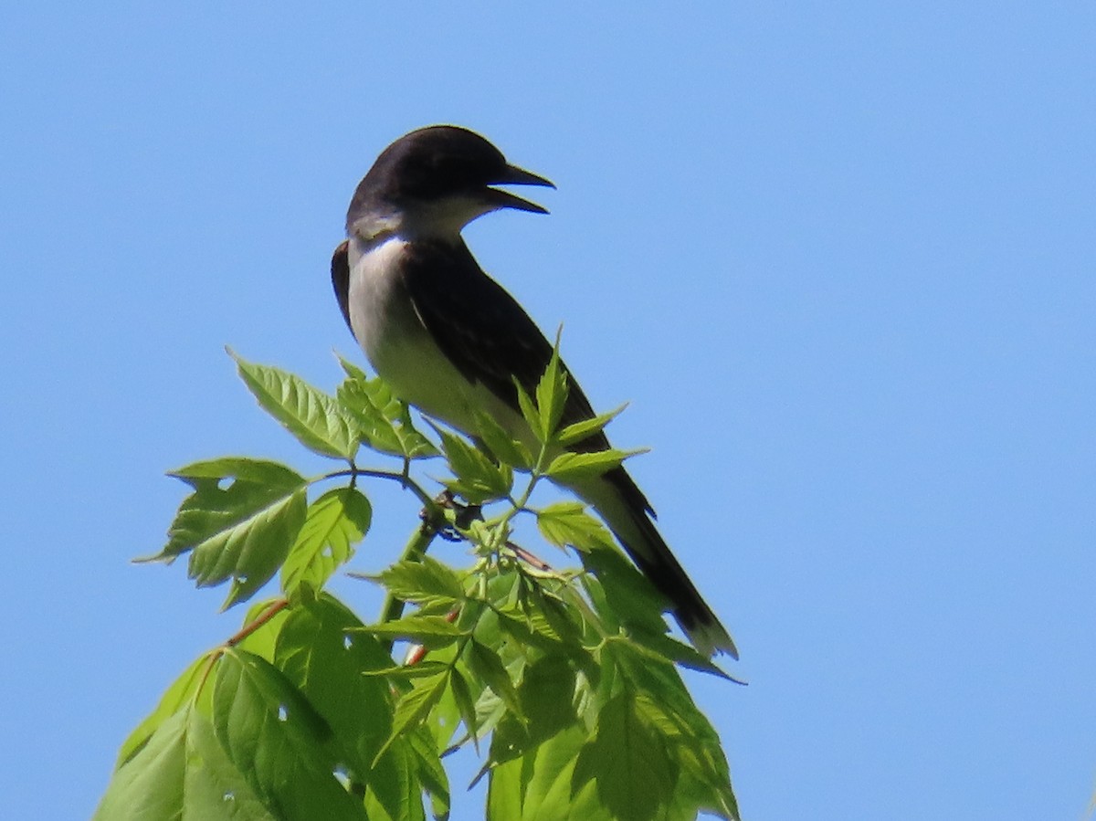 Eastern Kingbird - Brian Walker