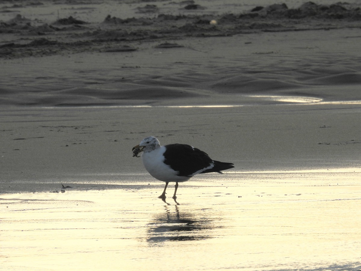 Olrog's Gull - Marta (Martuli) 🦩🦉🦆 Martínez