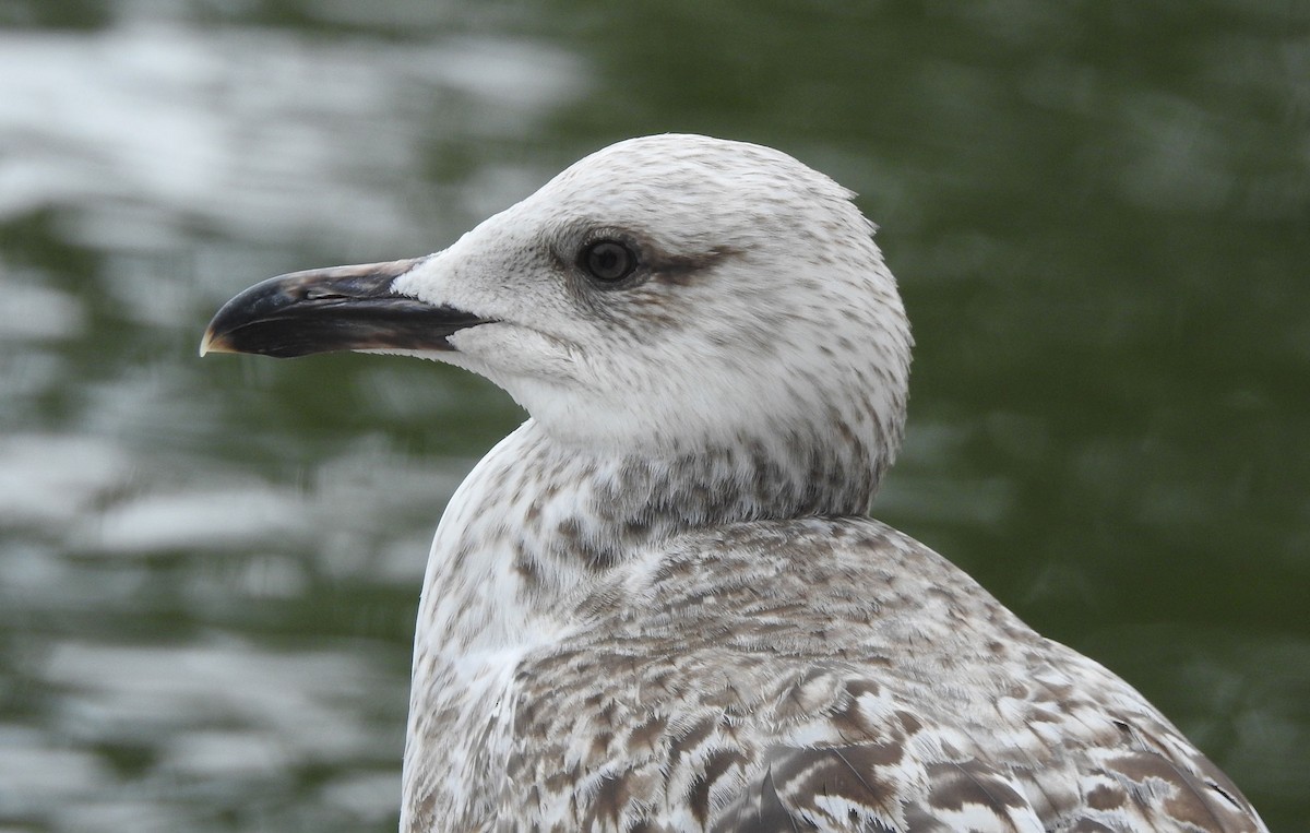 Lesser Black-backed Gull (graellsii) - Andrew Birch
