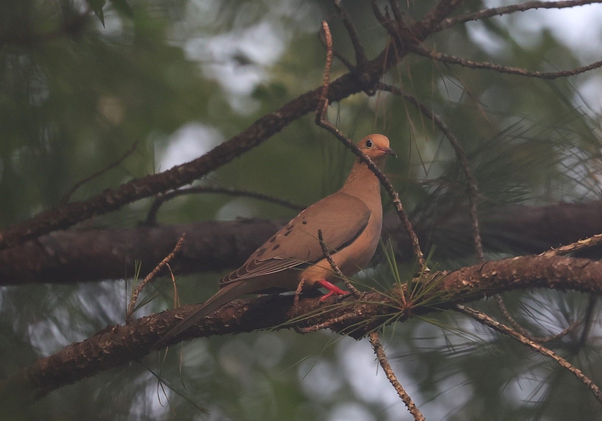 Mourning Dove - Margareta Wieser