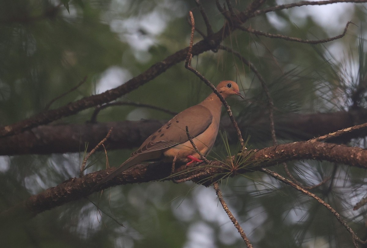 Mourning Dove - Margareta Wieser