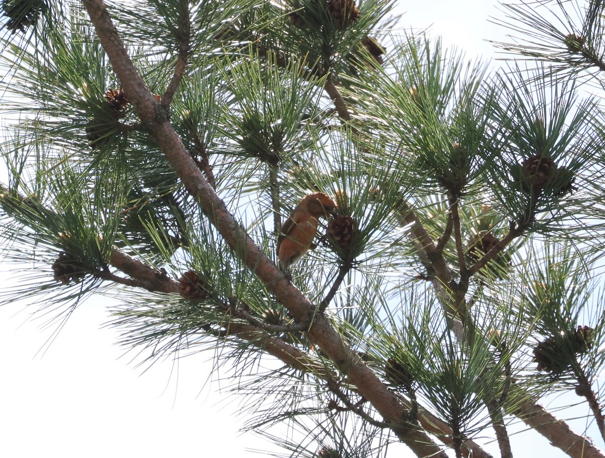 Red Crossbill - Abbey Lewis