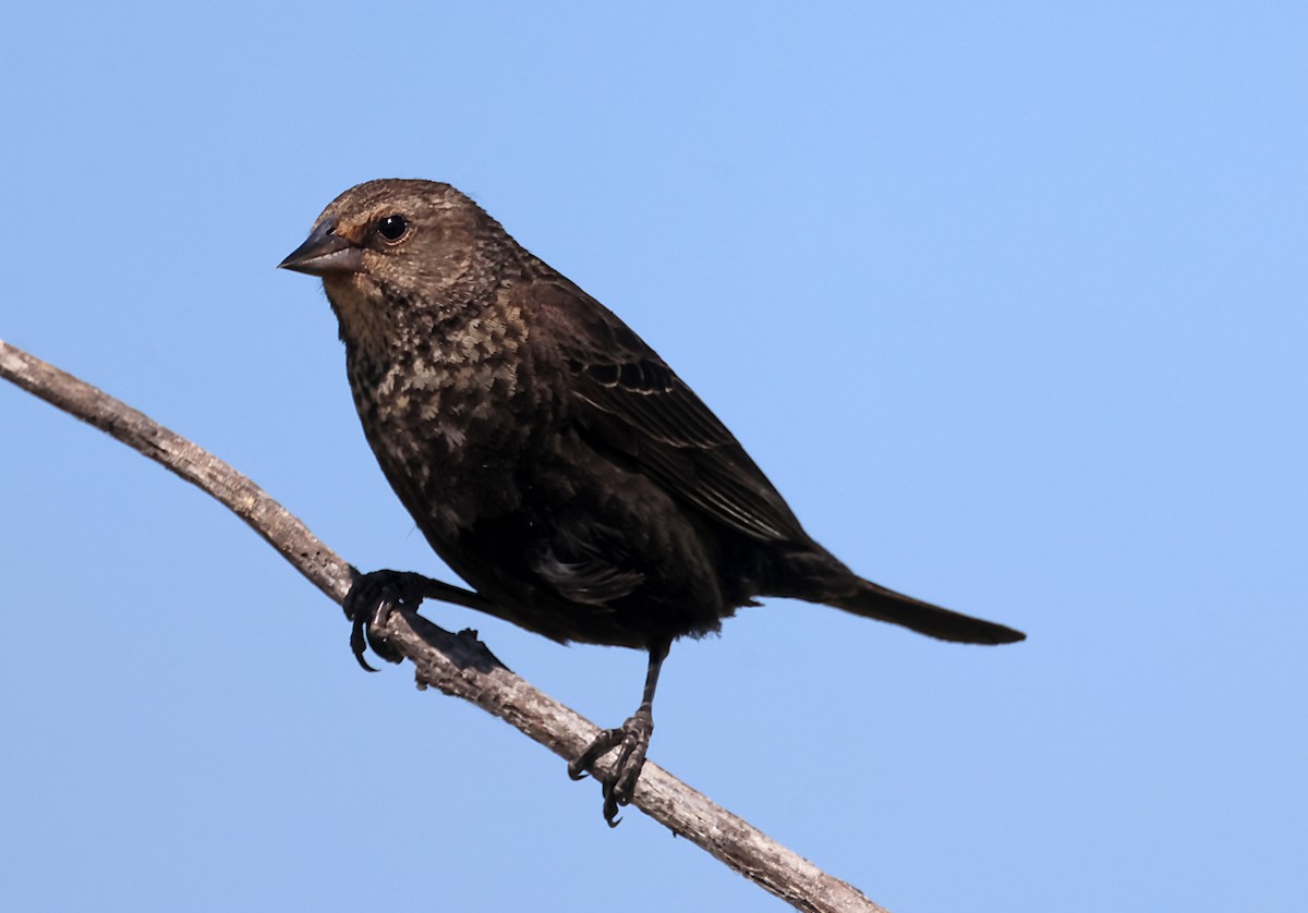 Red-winged Blackbird - Karen Skelton