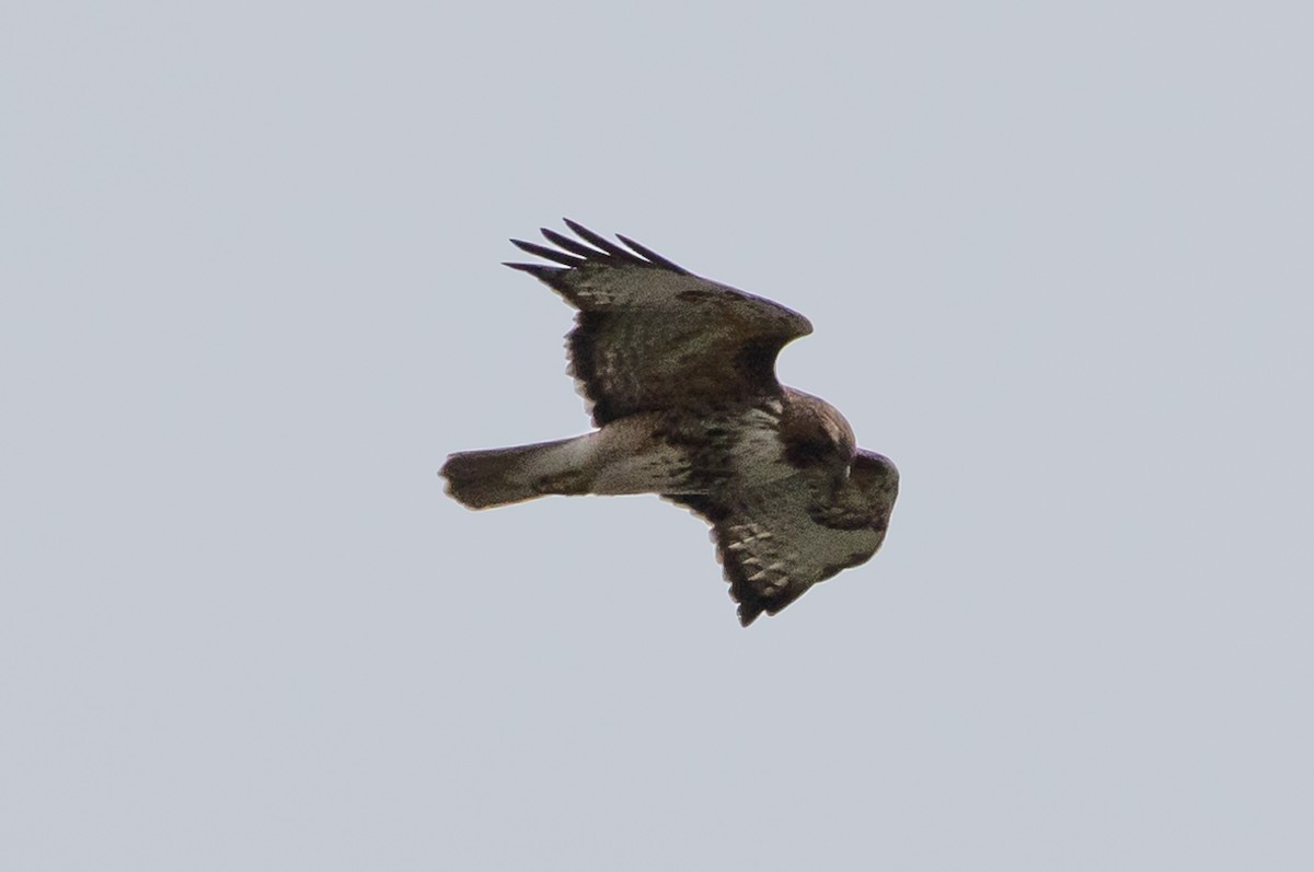 Red-tailed Hawk - John Reynolds