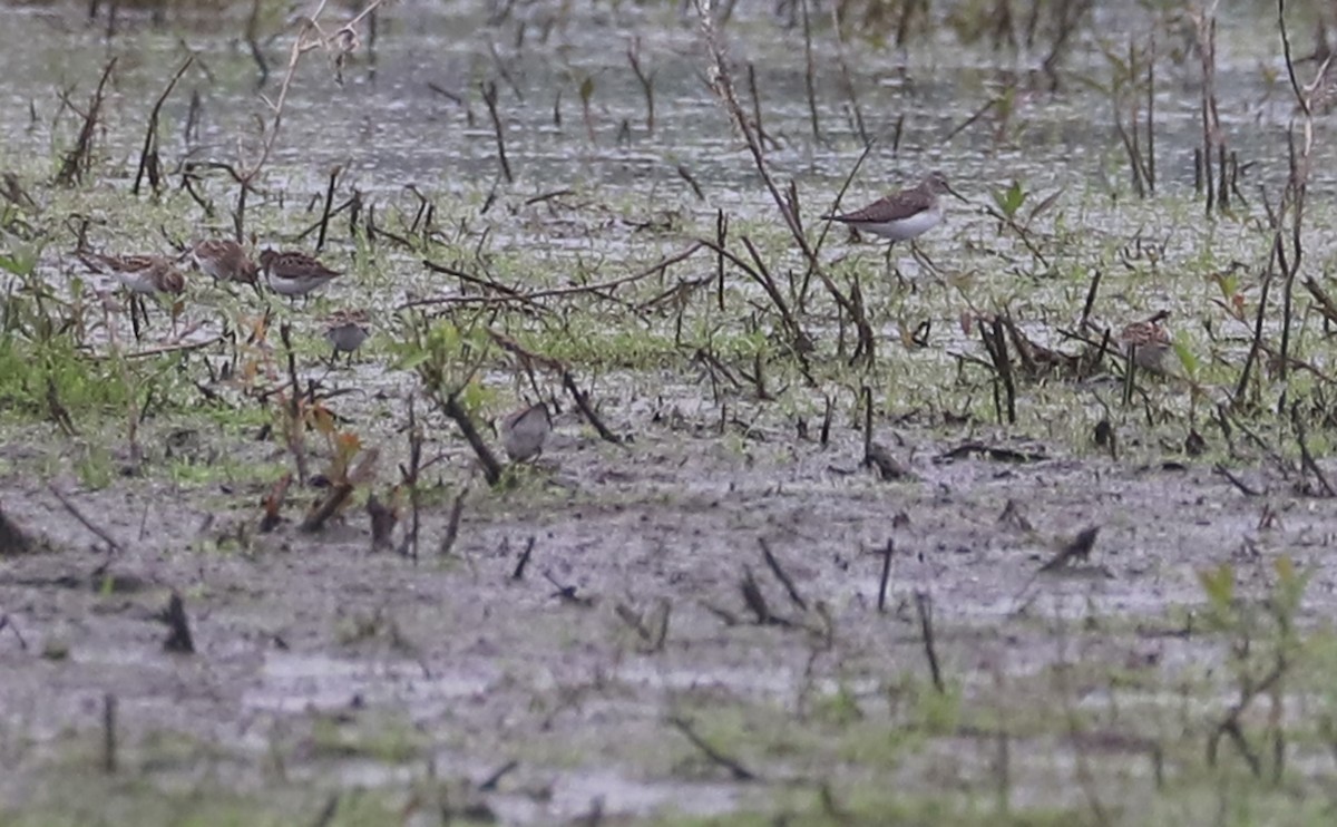 Solitary Sandpiper - ML619545547