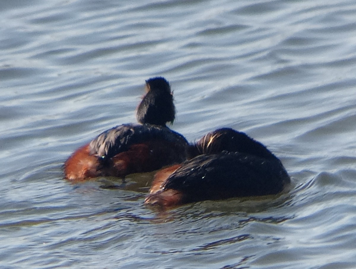 Eared Grebe - Kerah Braham