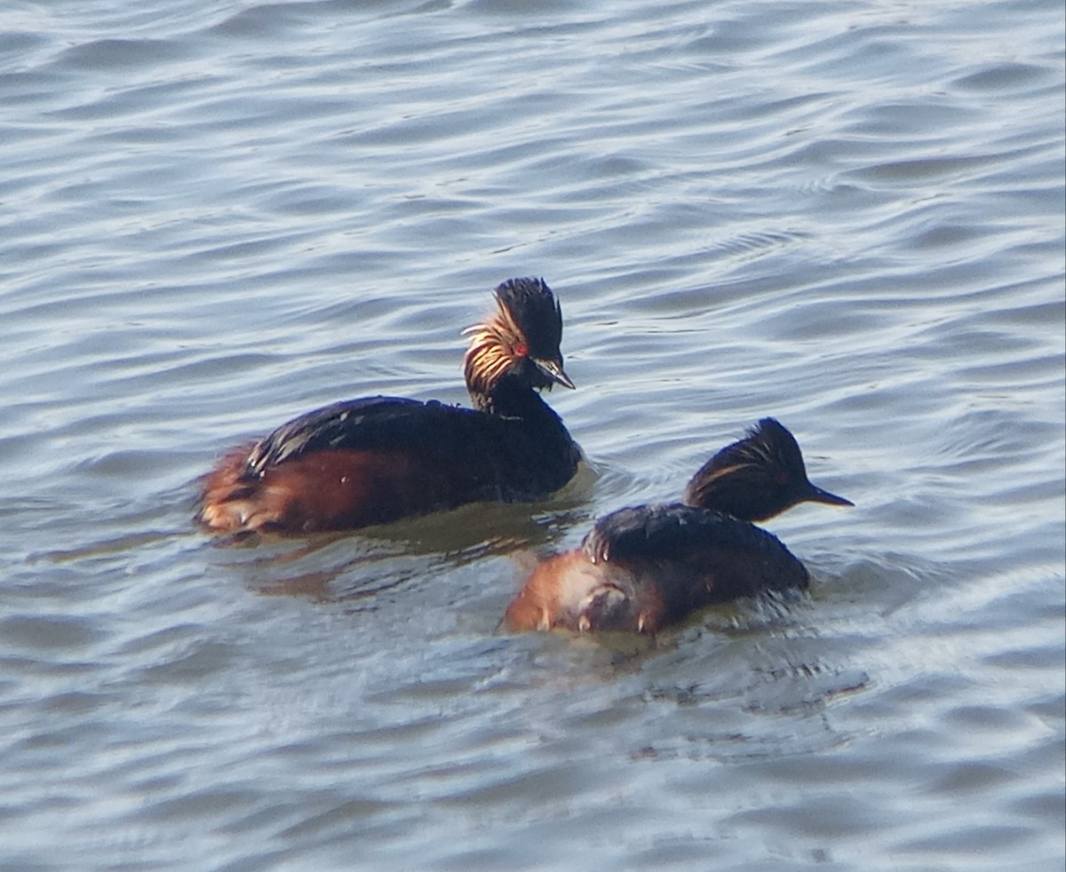 Eared Grebe - Kerah Braham