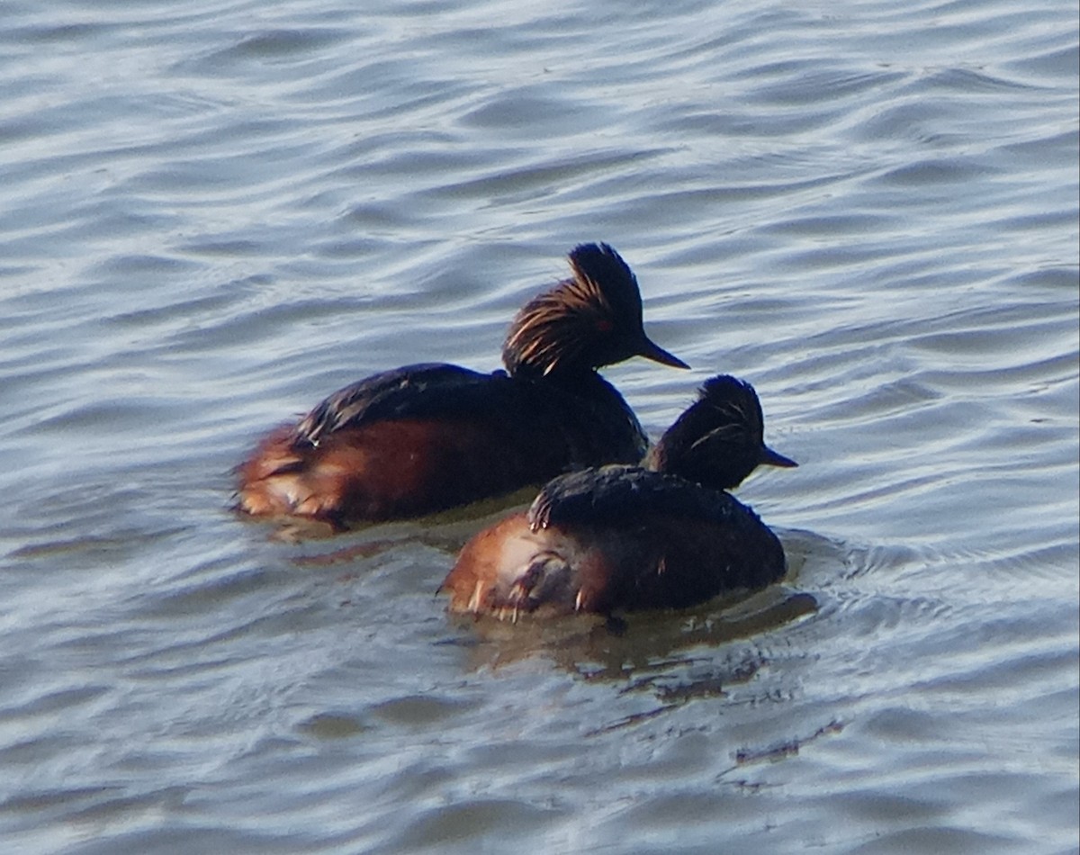 Eared Grebe - Kerah Braham