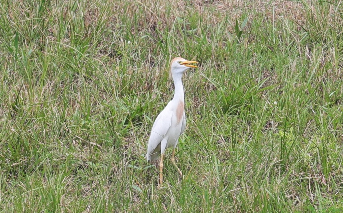 Western Cattle Egret - Margareta Wieser