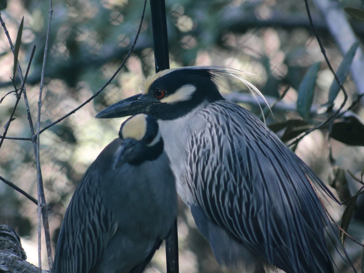 Yellow-crowned Night Heron - Adrian Gonzalez