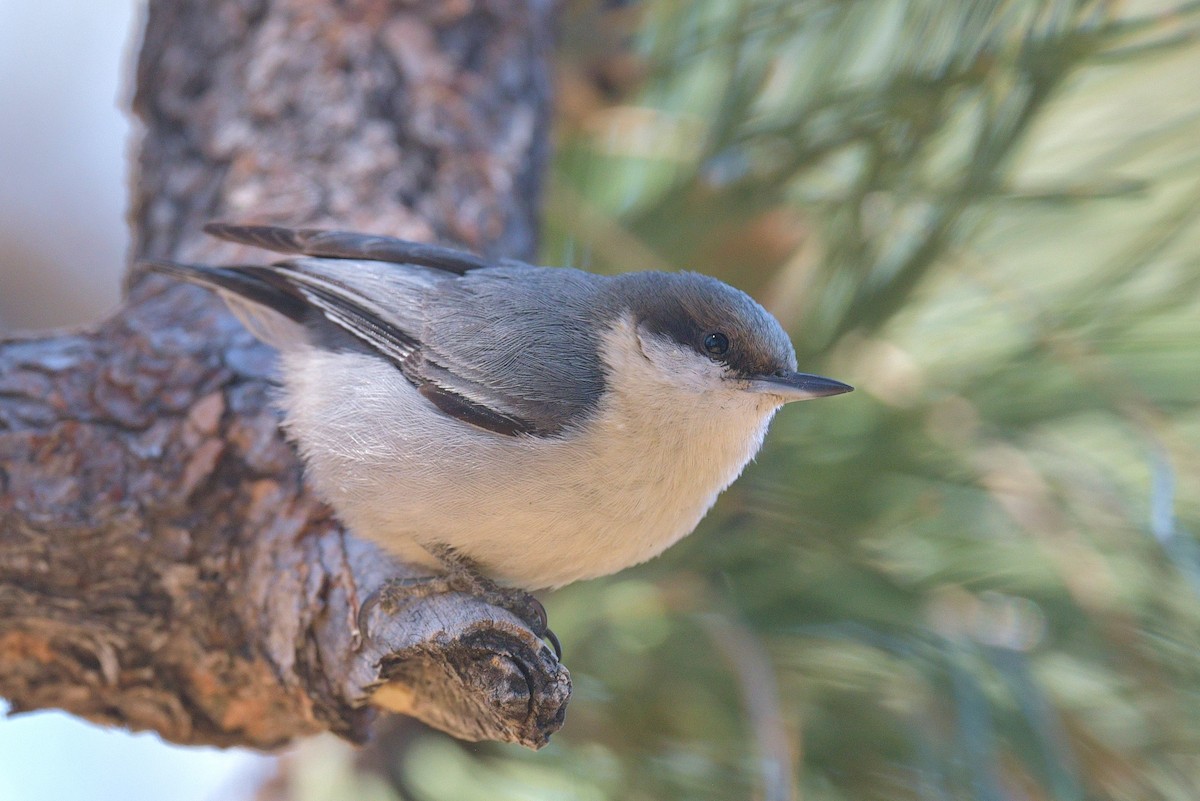 Pygmy Nuthatch - Gary Charlton