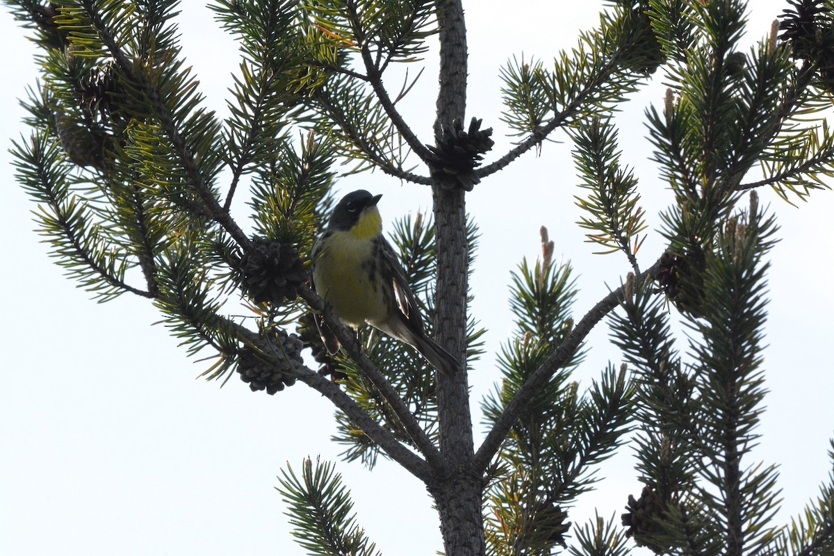 Kirtland's Warbler - Wes Hoyer