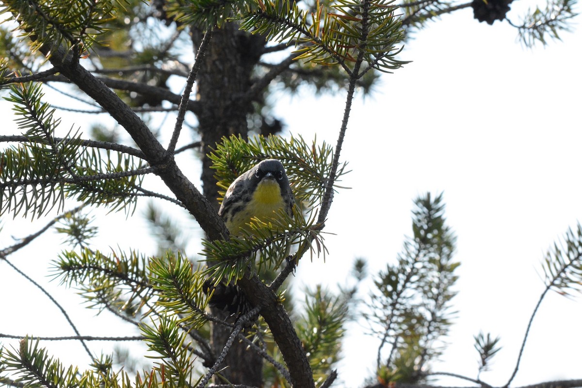 Kirtland's Warbler - Wes Hoyer