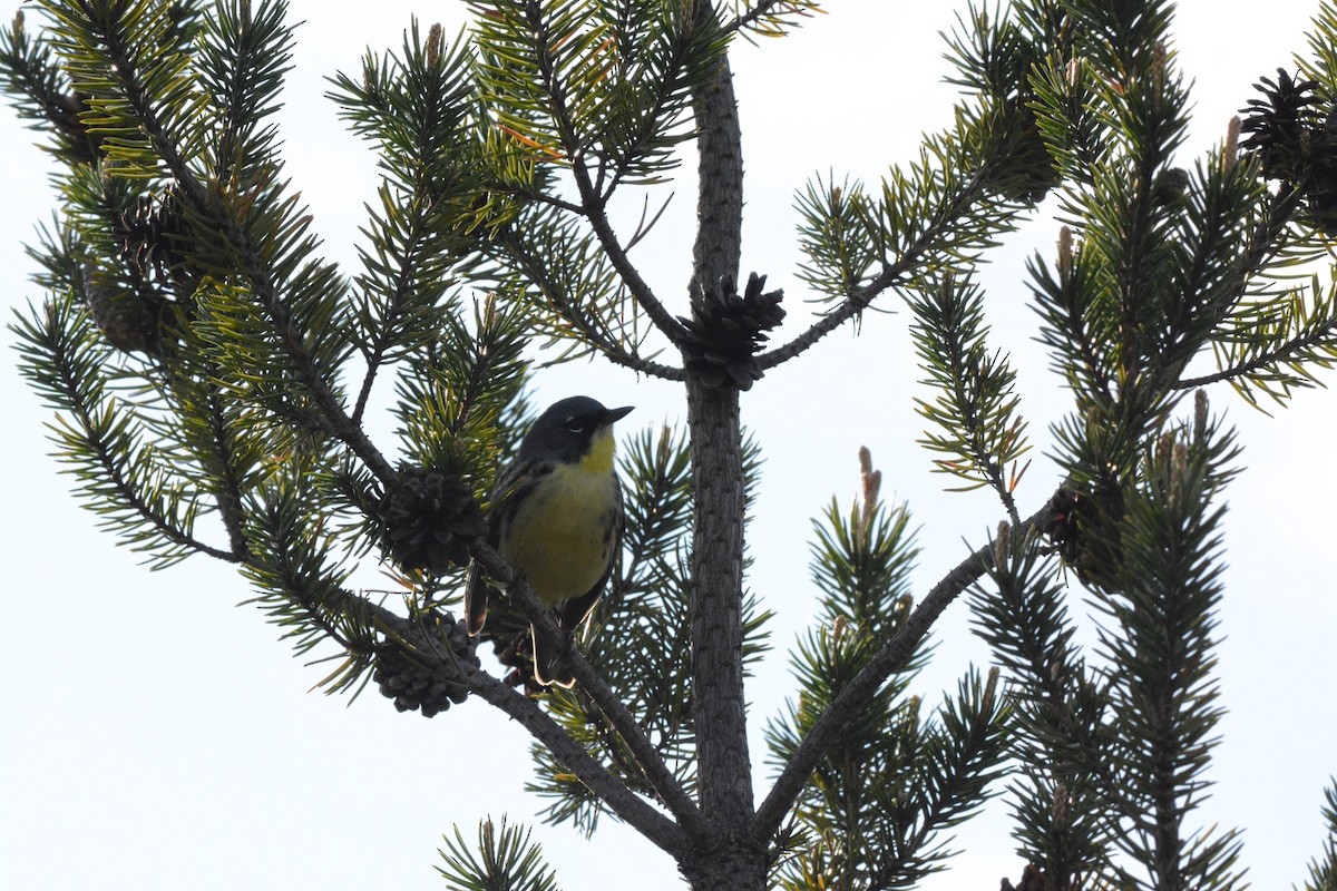 Kirtland's Warbler - Wes Hoyer