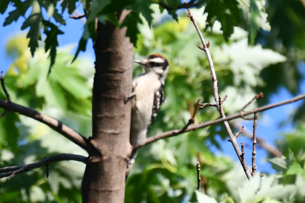 Downy Woodpecker - Carmen Ricer