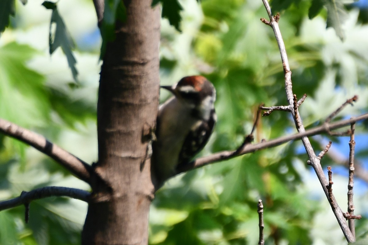 Downy Woodpecker - Carmen Ricer