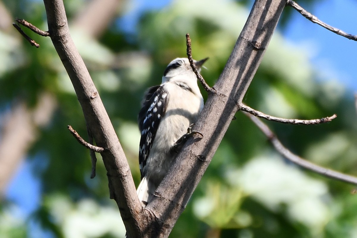 Downy Woodpecker - Carmen Ricer