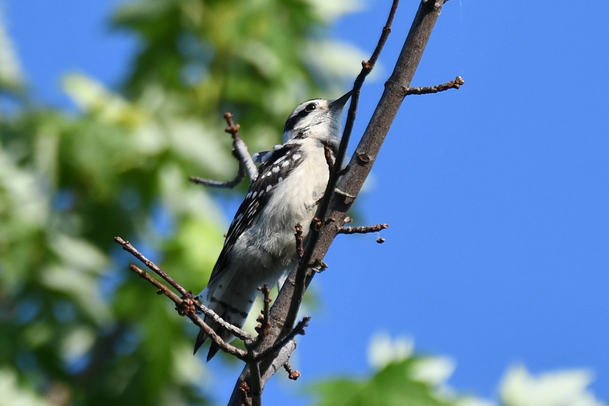 Downy Woodpecker - Carmen Ricer