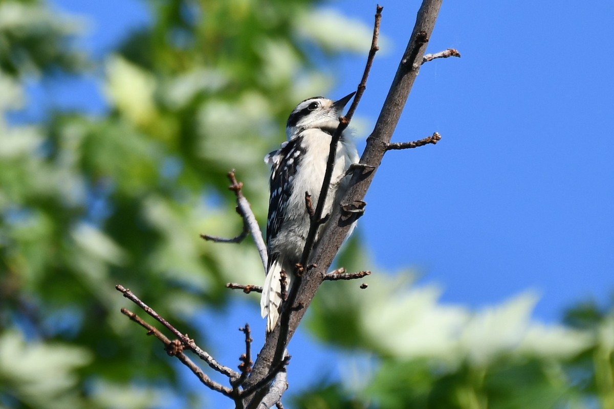 Downy Woodpecker - Carmen Ricer