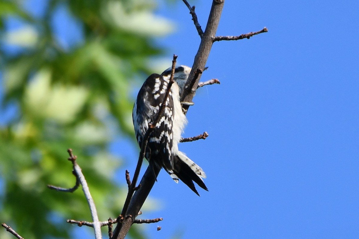 Downy Woodpecker - Carmen Ricer