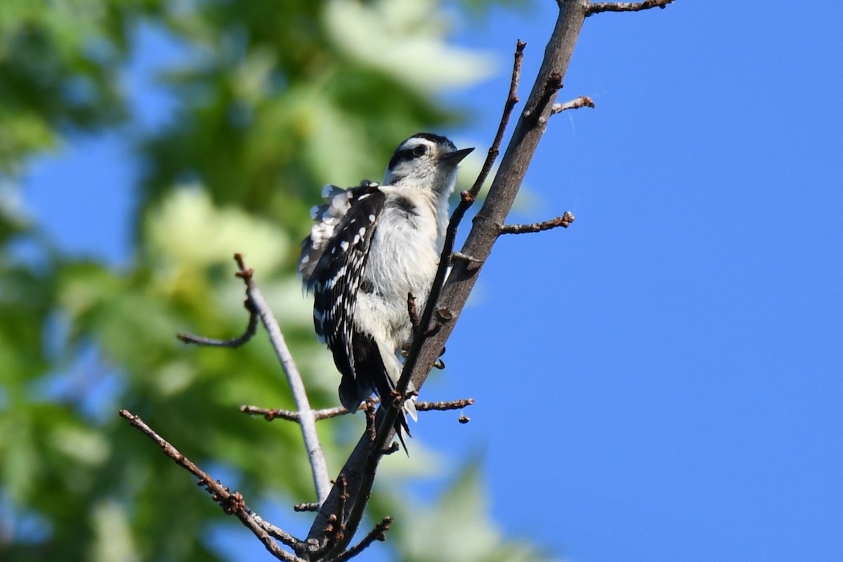 Downy Woodpecker - Carmen Ricer