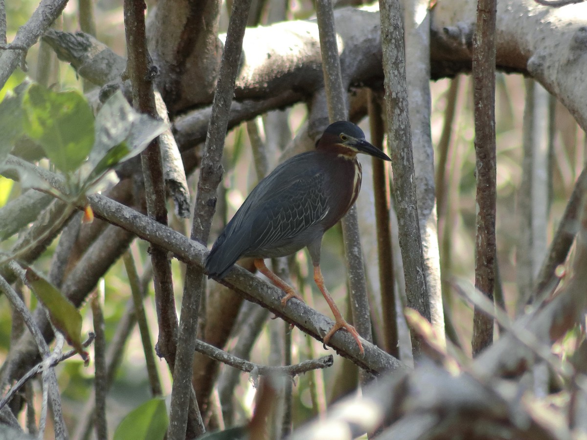 Green Heron - Adrian Gonzalez