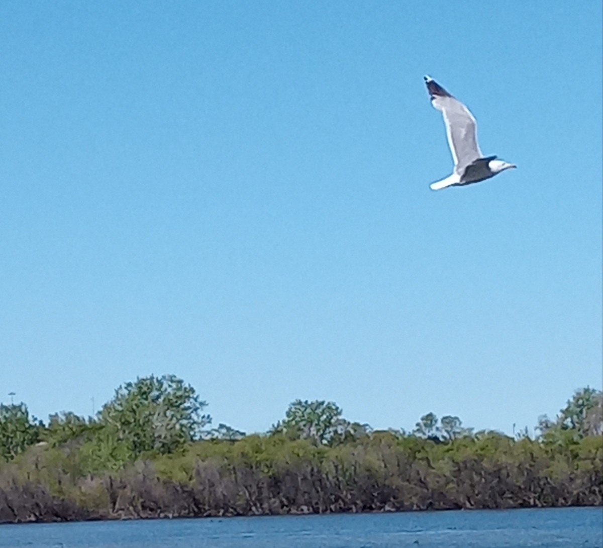 California Gull - ML619545588