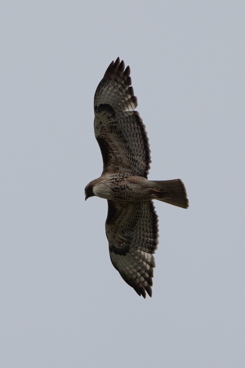 Red-tailed Hawk - John Reynolds