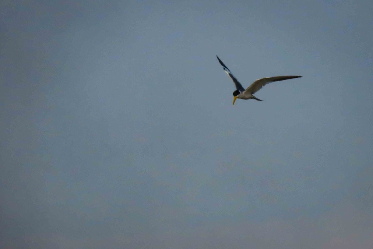 Large-billed Tern - Rogger Valencia Monroy