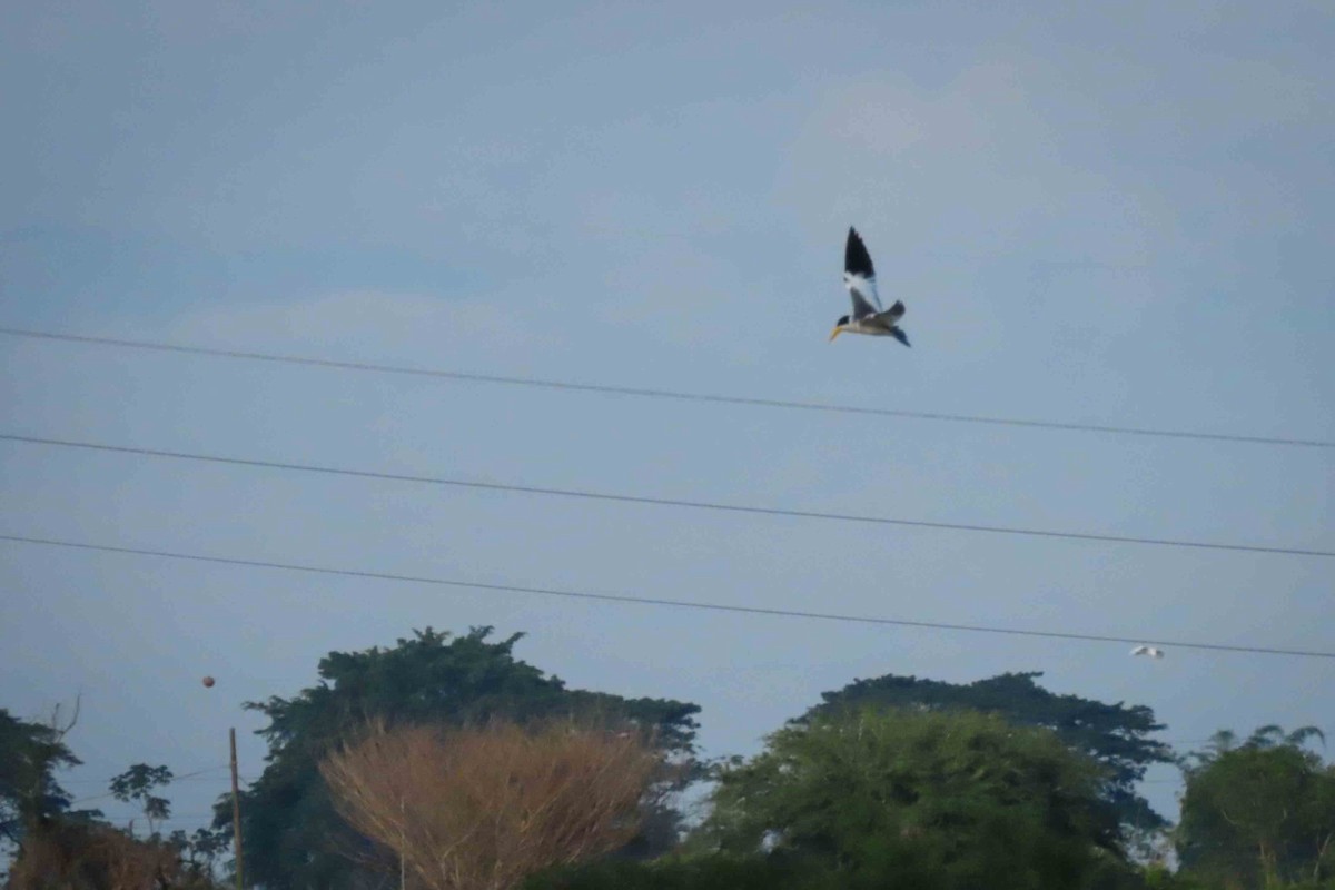 Large-billed Tern - Rogger Valencia Monroy