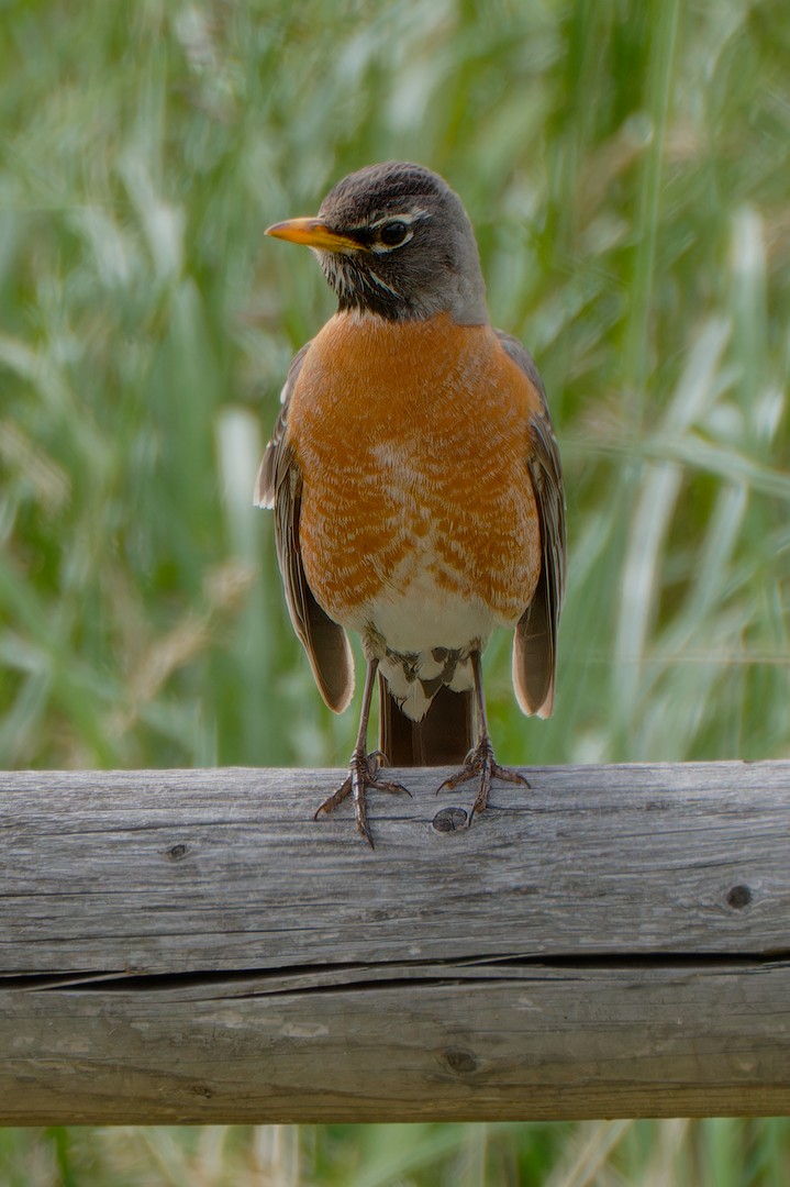 American Robin - CJ FLICK