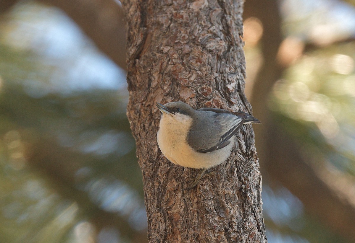 Pygmy Nuthatch - Gary Charlton