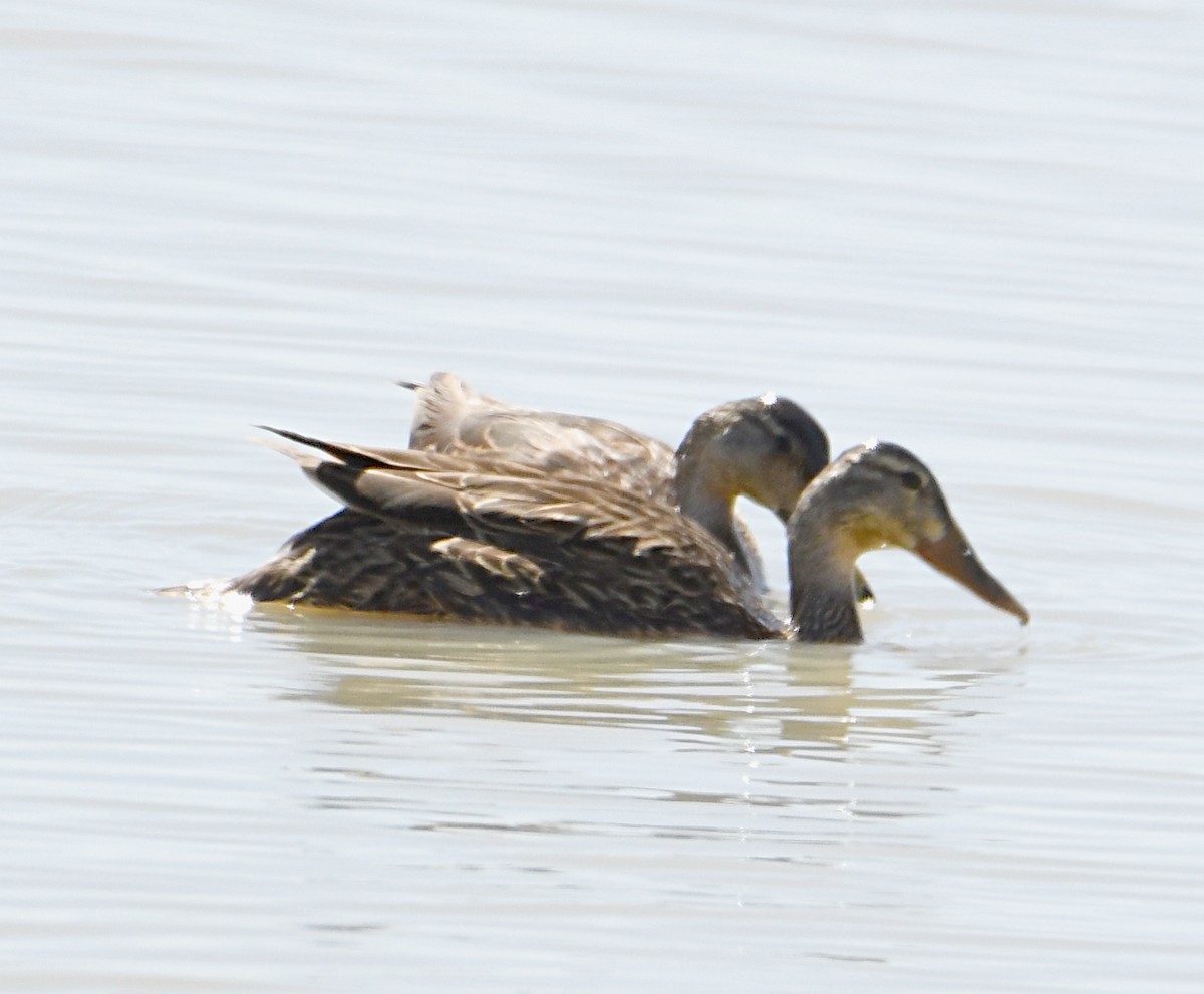 Mexican Duck - Glenn Wyatt