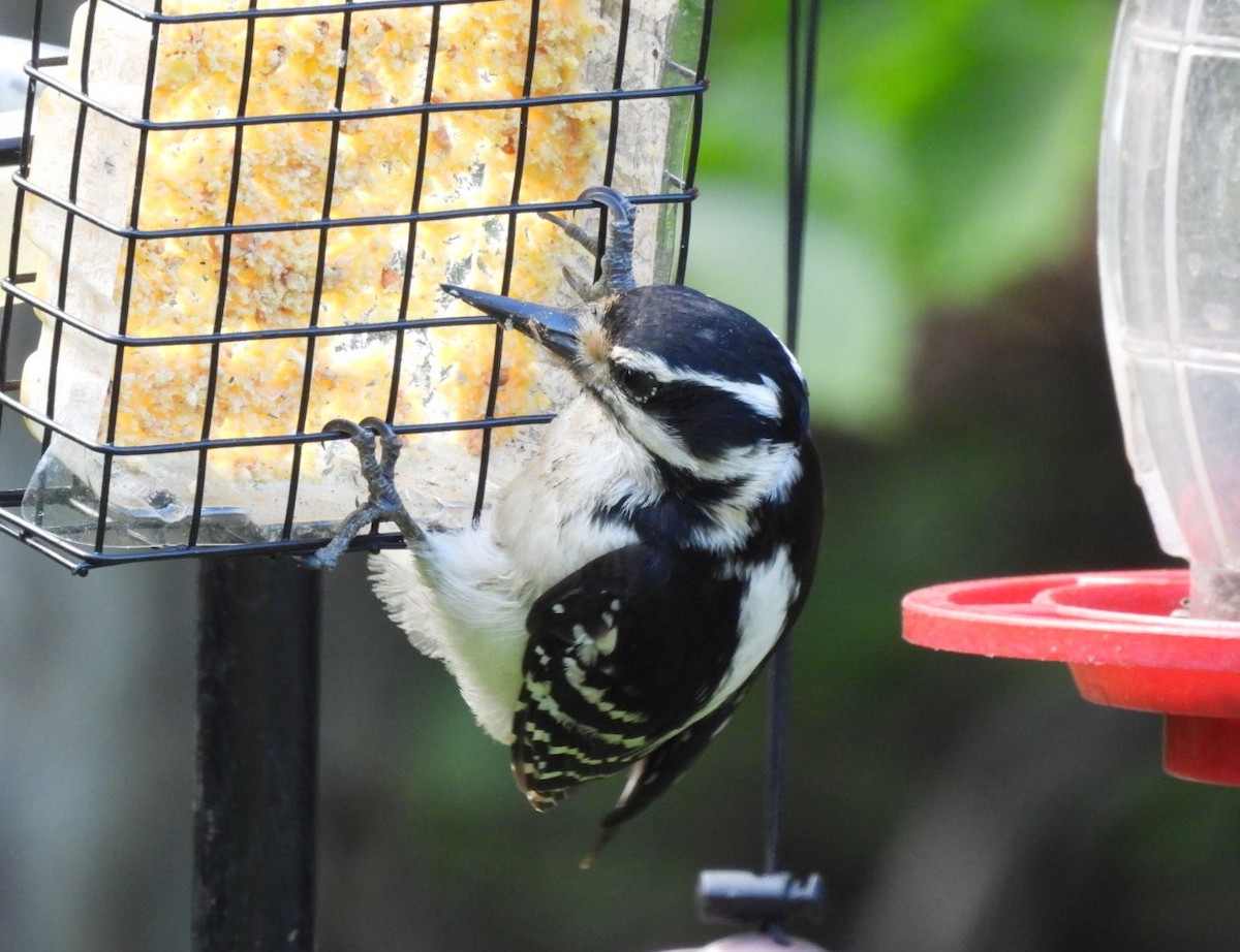 Hairy Woodpecker - Annik Paquet