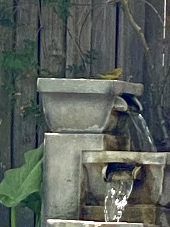 Wilson's Warbler - Laura Forrest