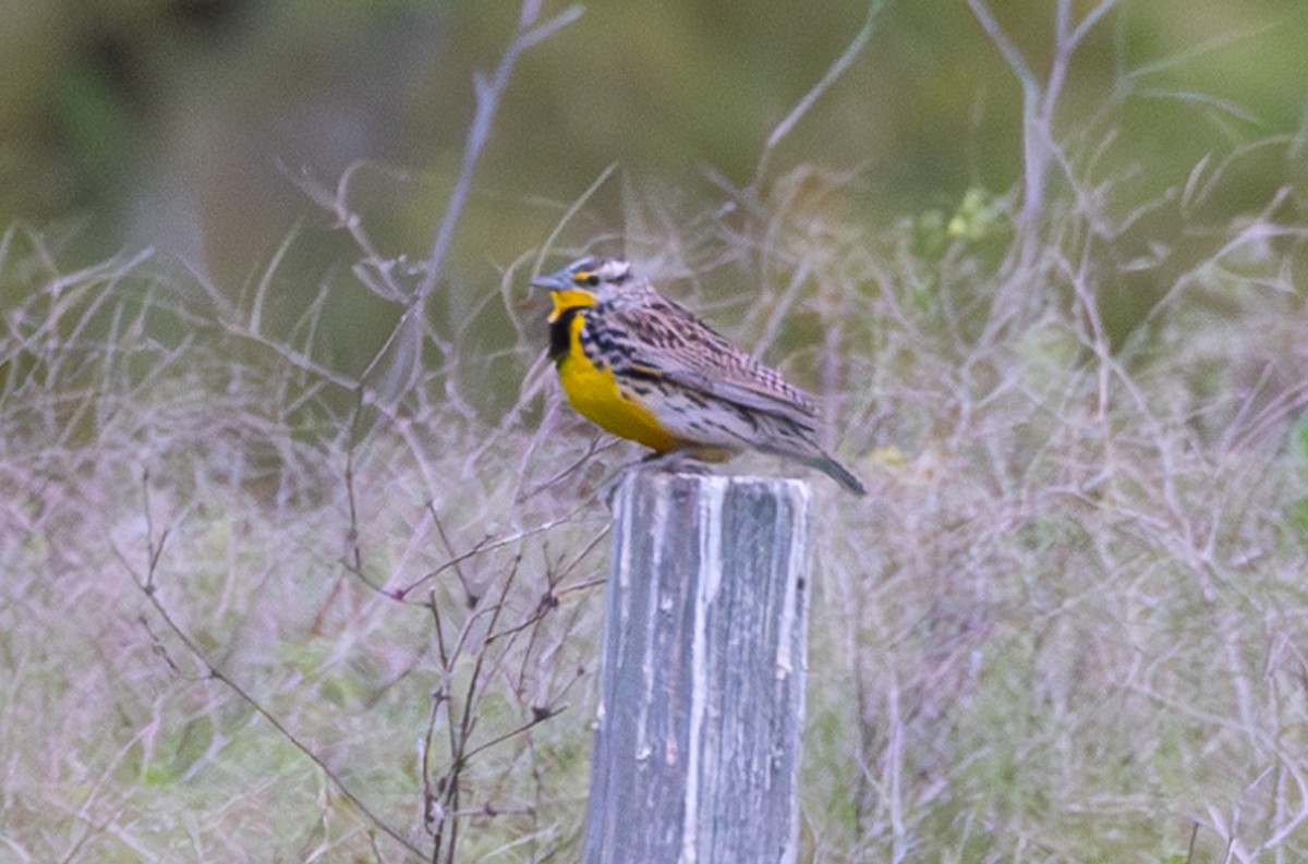 Western Meadowlark - John Reynolds