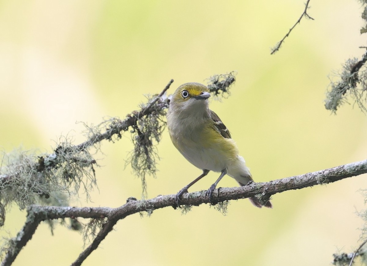 White-eyed Vireo - Margareta Wieser