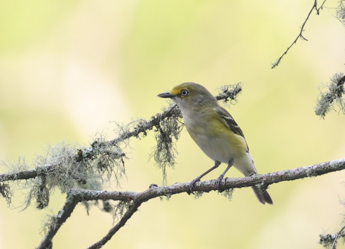 White-eyed Vireo - Margareta Wieser