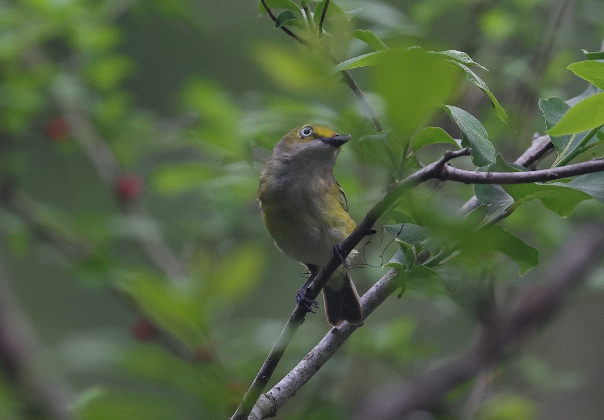 White-eyed Vireo - Margareta Wieser