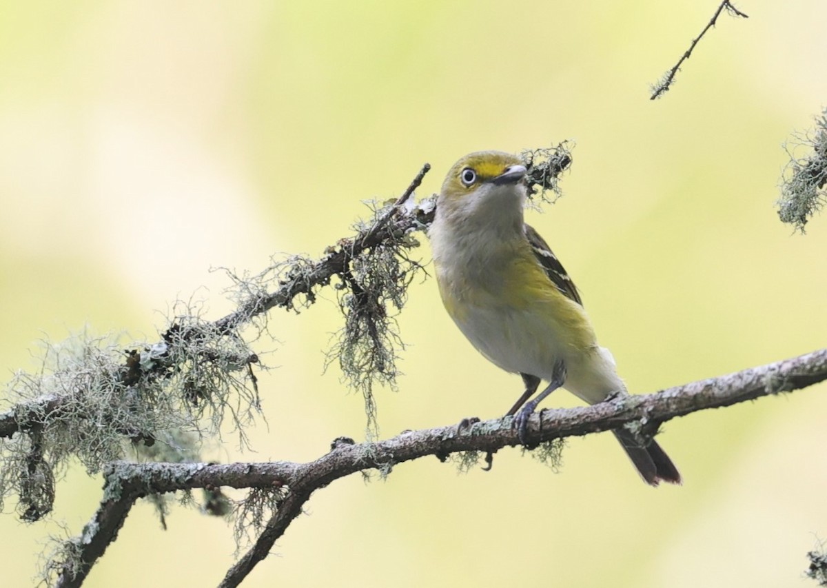 White-eyed Vireo - Margareta Wieser